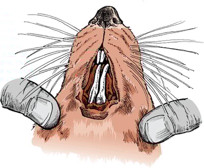 Incisors, rat