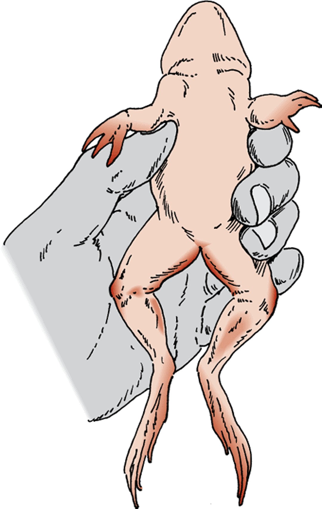 Red-leg syndrome