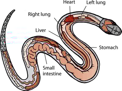 Anatomy of a snake
