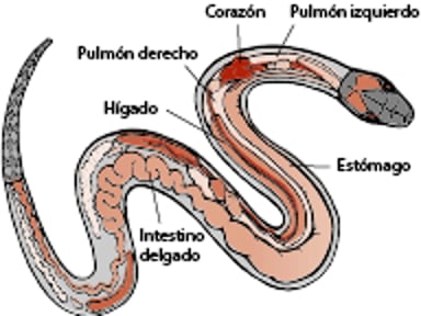 Anatomía de una serpiente