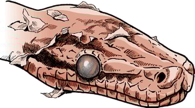 Incomplete shedding, snake