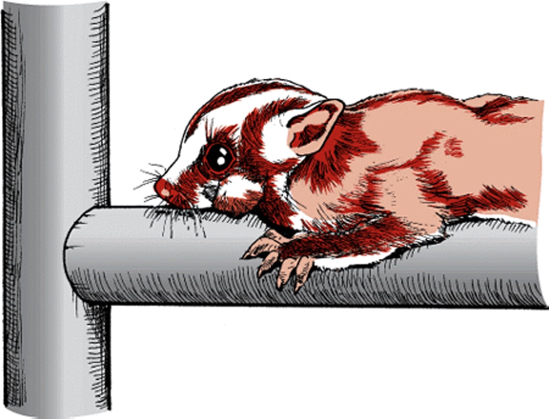 Lumpy jaw (actinomycosis) in a sugar glider