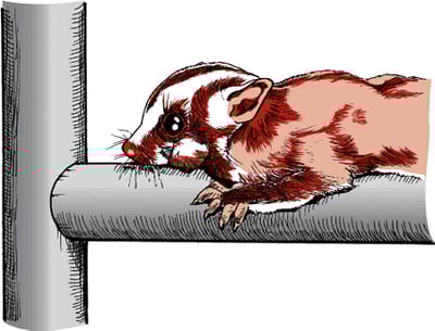 Lumpy jaw (actinomycosis) in a sugar glider