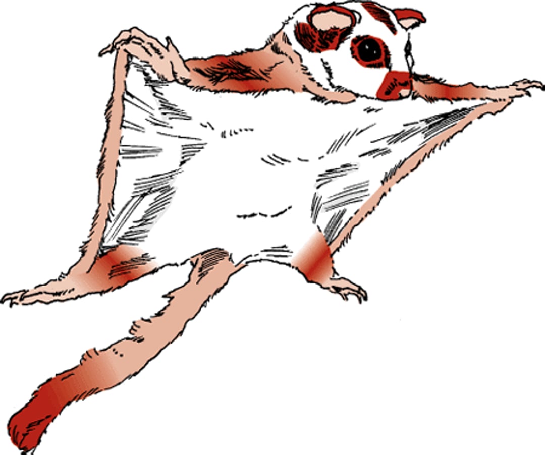 Sugar glider membrane