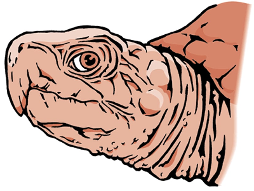 Abnormal beak growth in a turtle