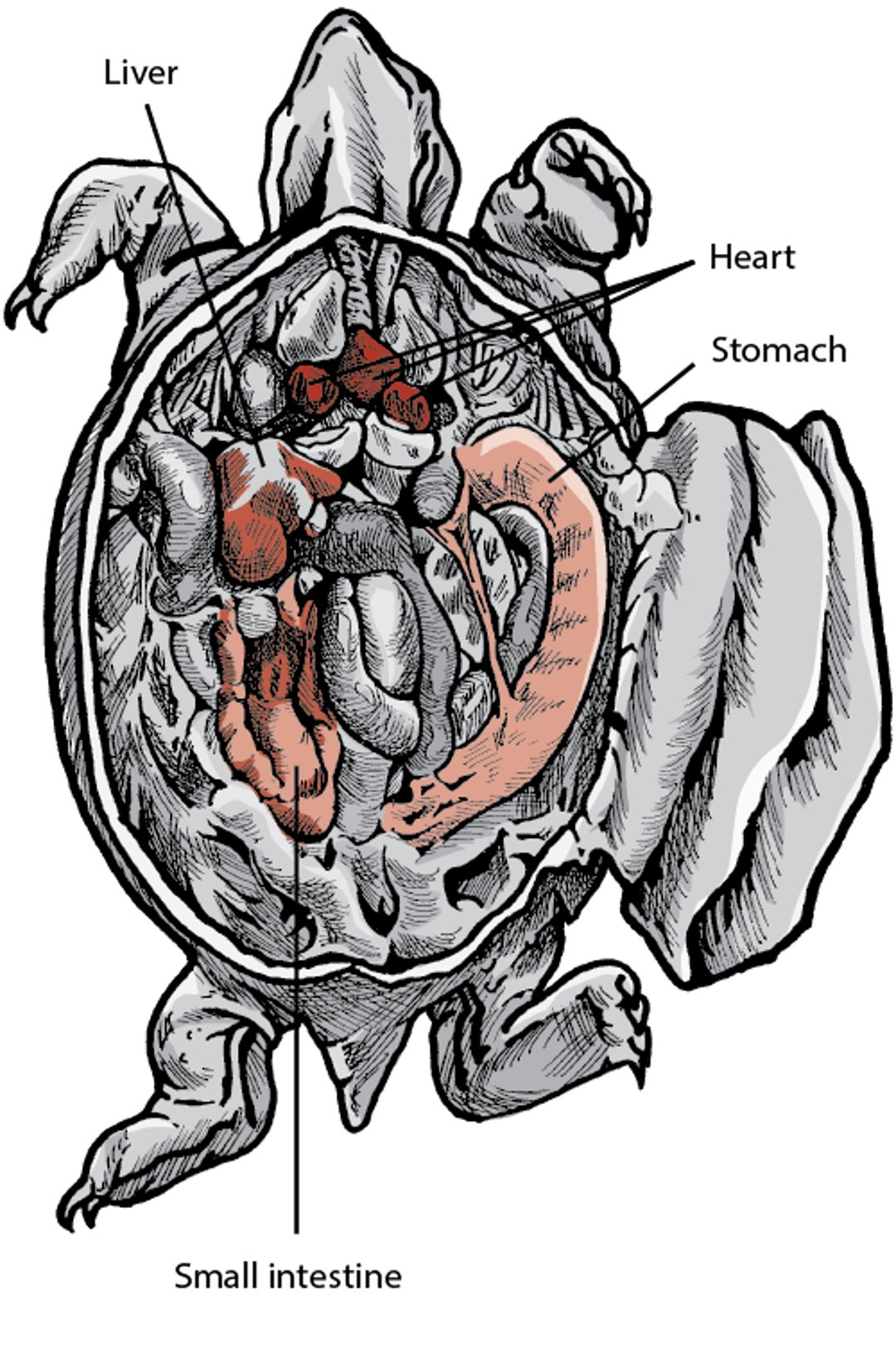 Anatomy of a turtle