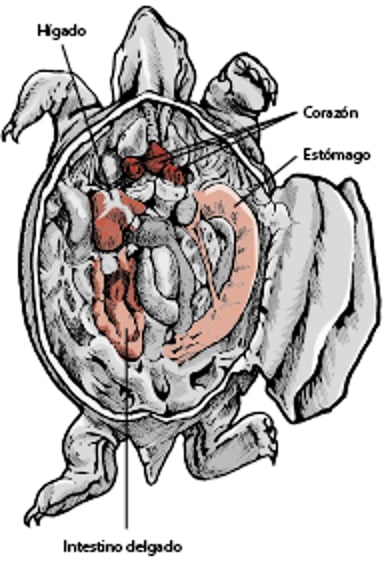 Anatomía de una tortuga