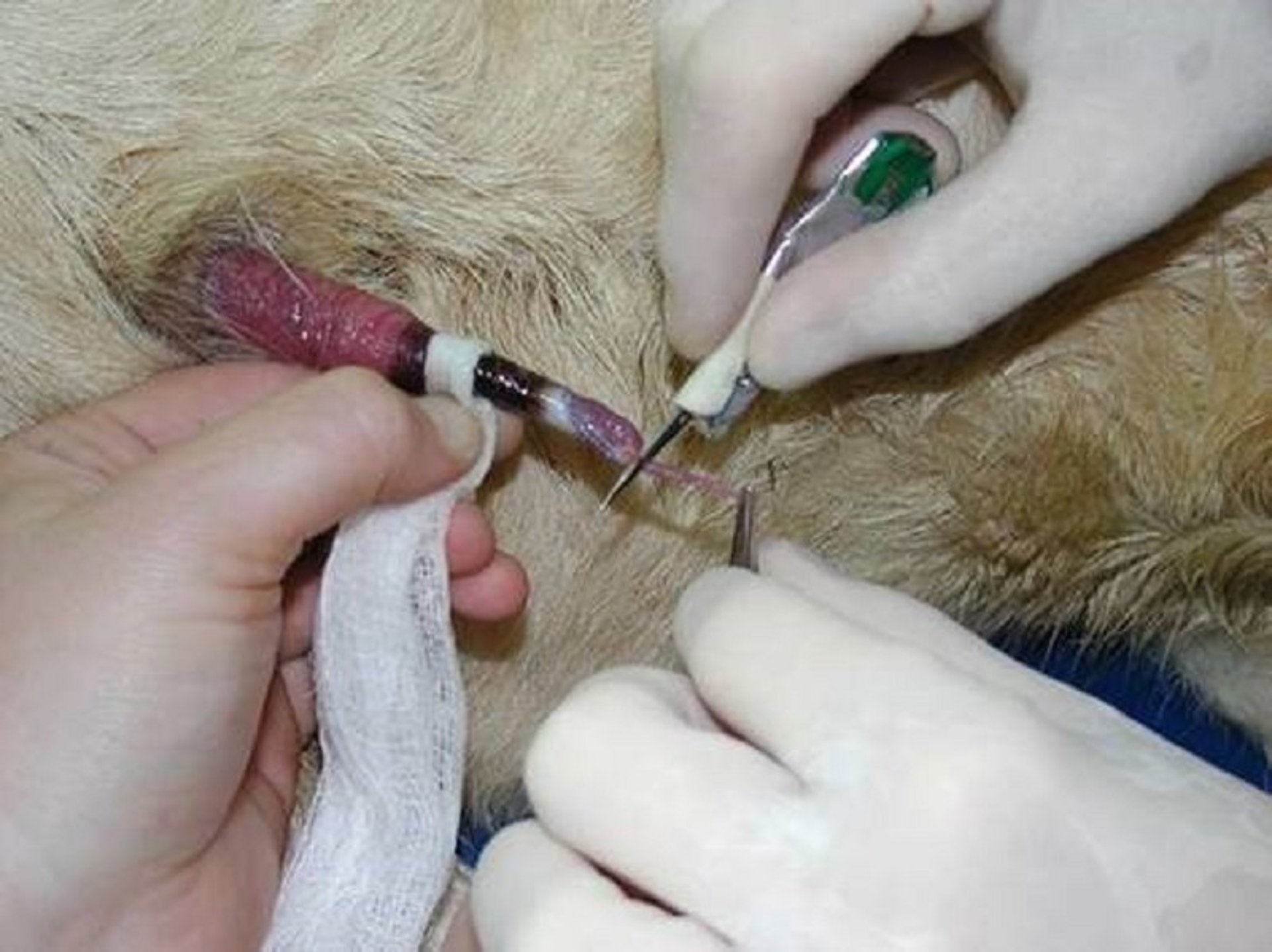 Exteriorization of the penis, goat
