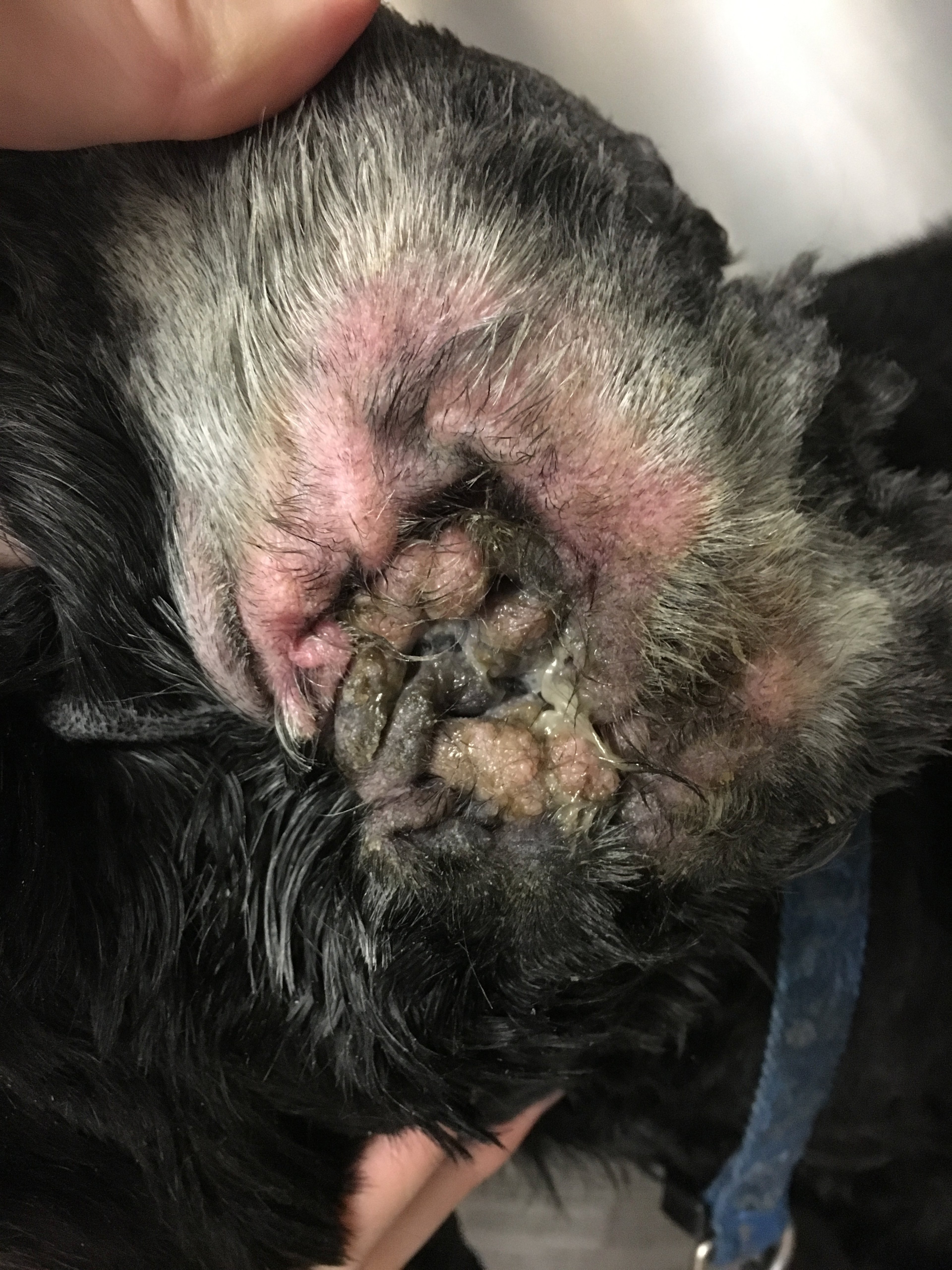 Hiperplasia, oído, perro