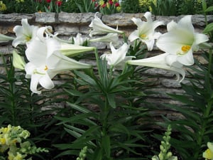 Easter lily (Lilium spp)
