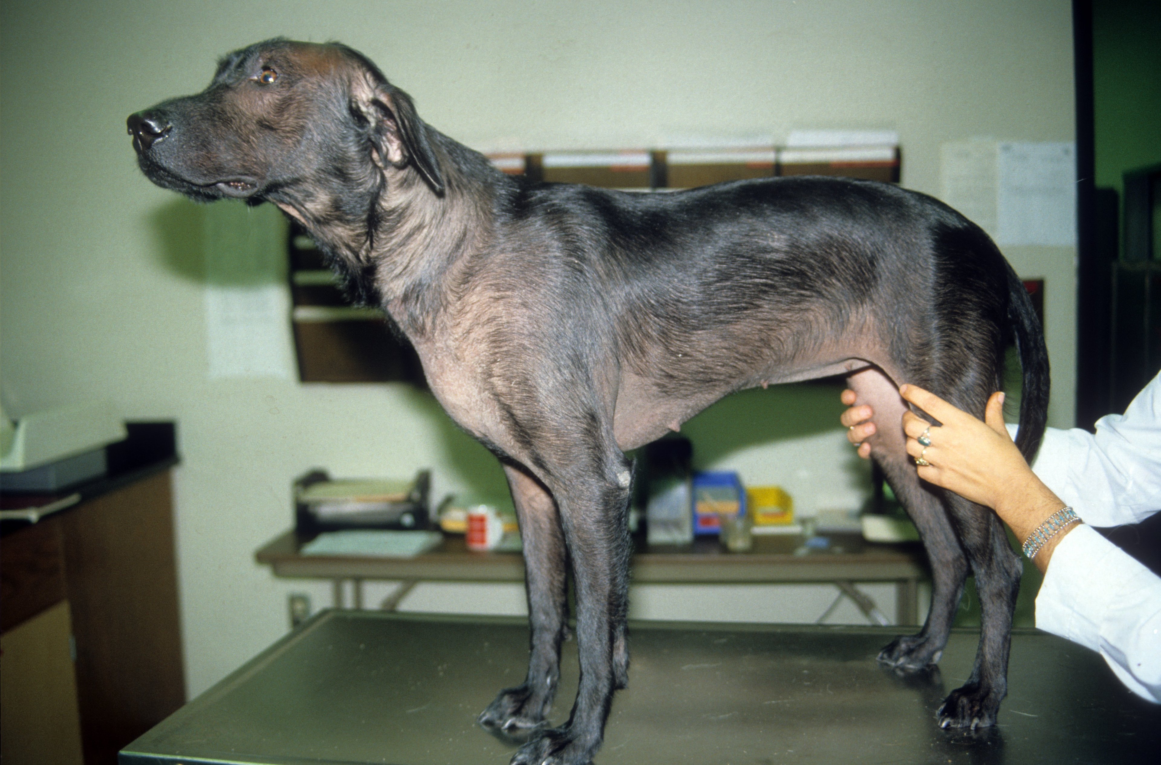 Perro en la imagen anterior como adulto con alopecia