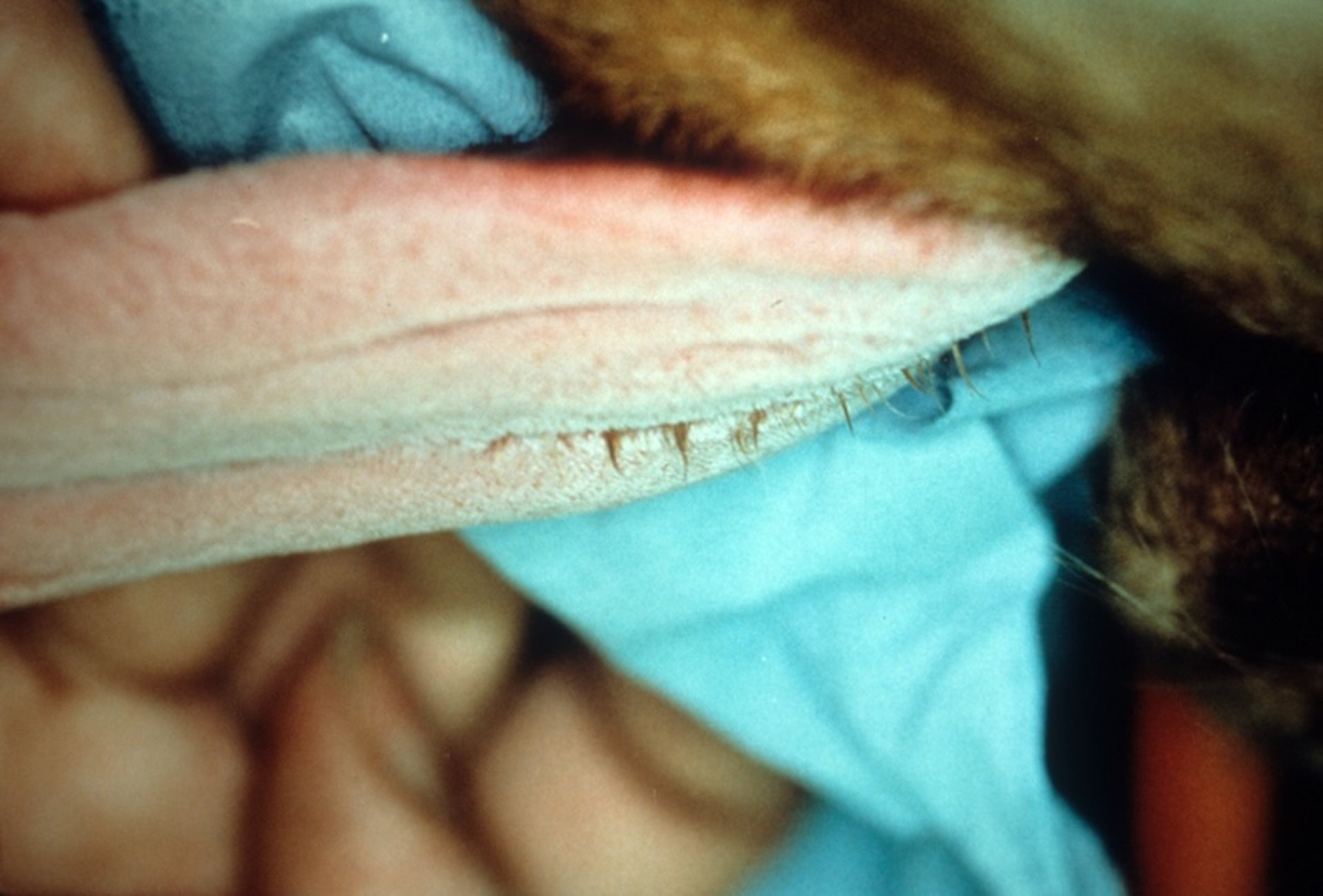 Ectodermal defect, tongue, dog