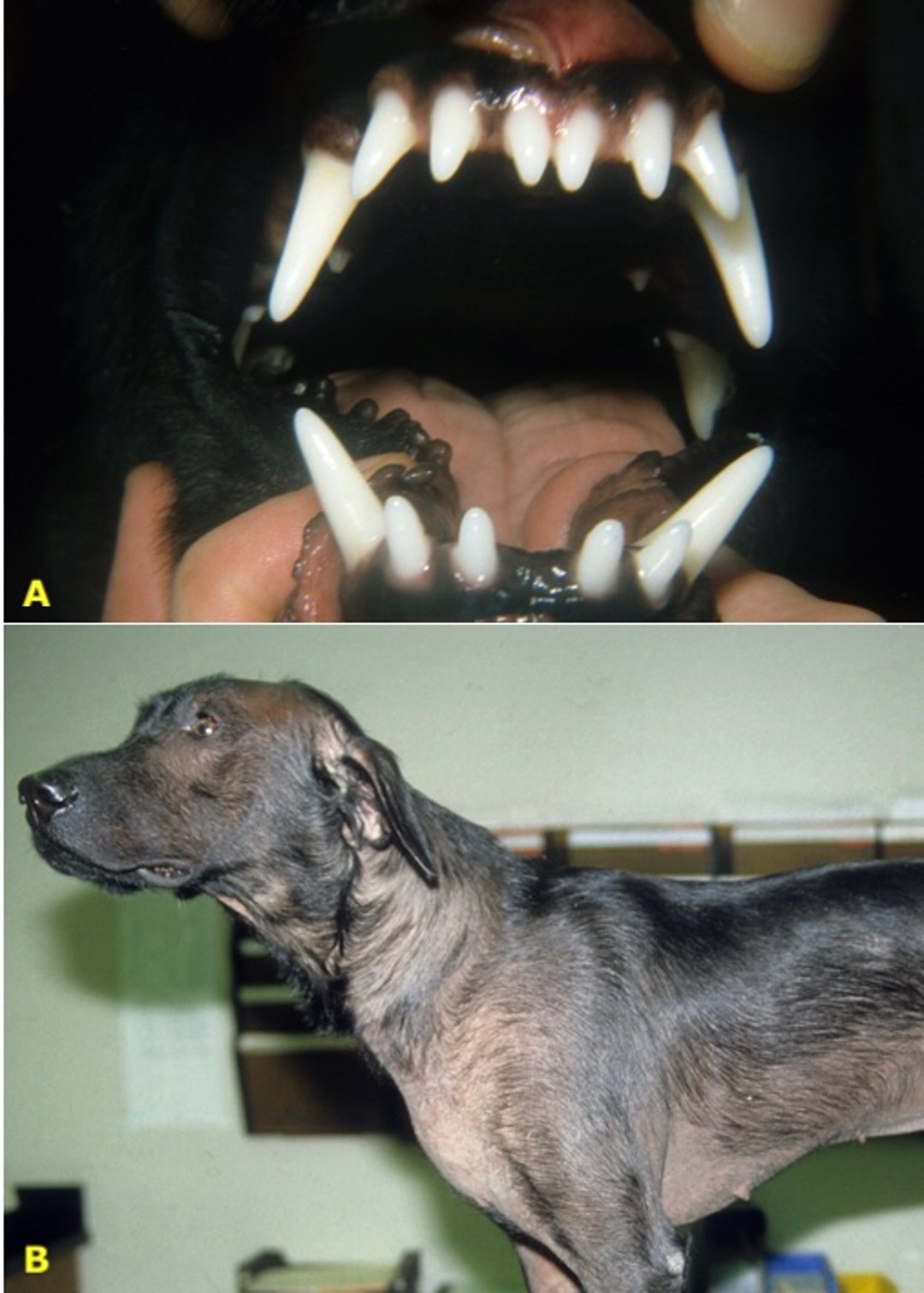 Anomalía de dientes ectodérmicos con alopecia, perro
