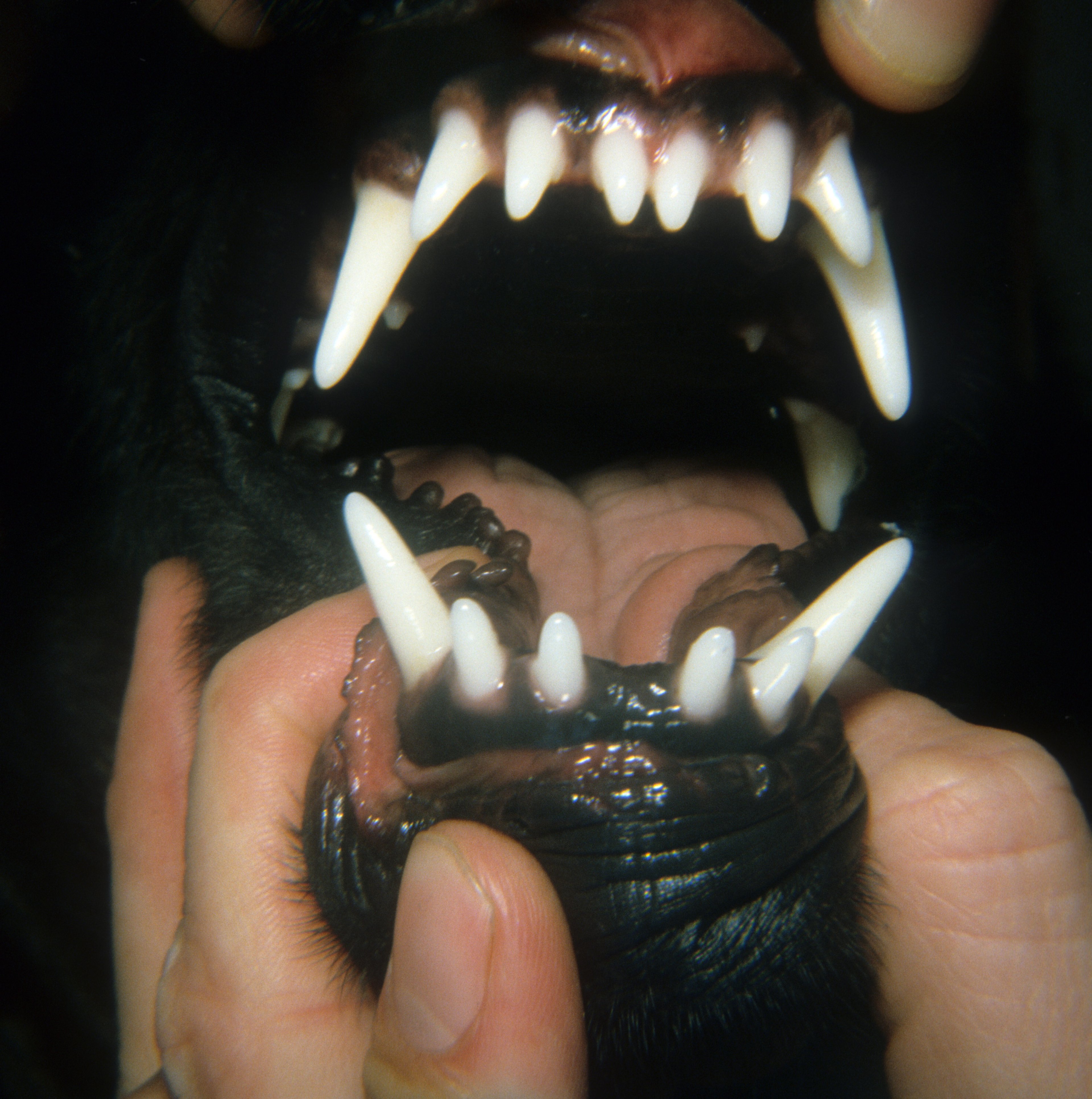 Anomalía ectodérmica de los dientes, perro joven