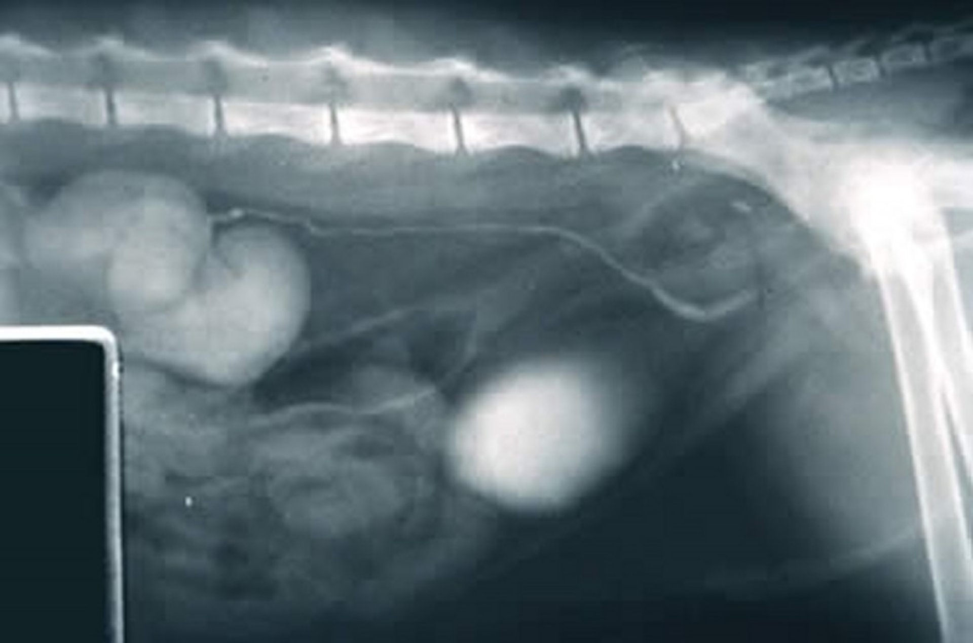 Ectopic ureter, cat