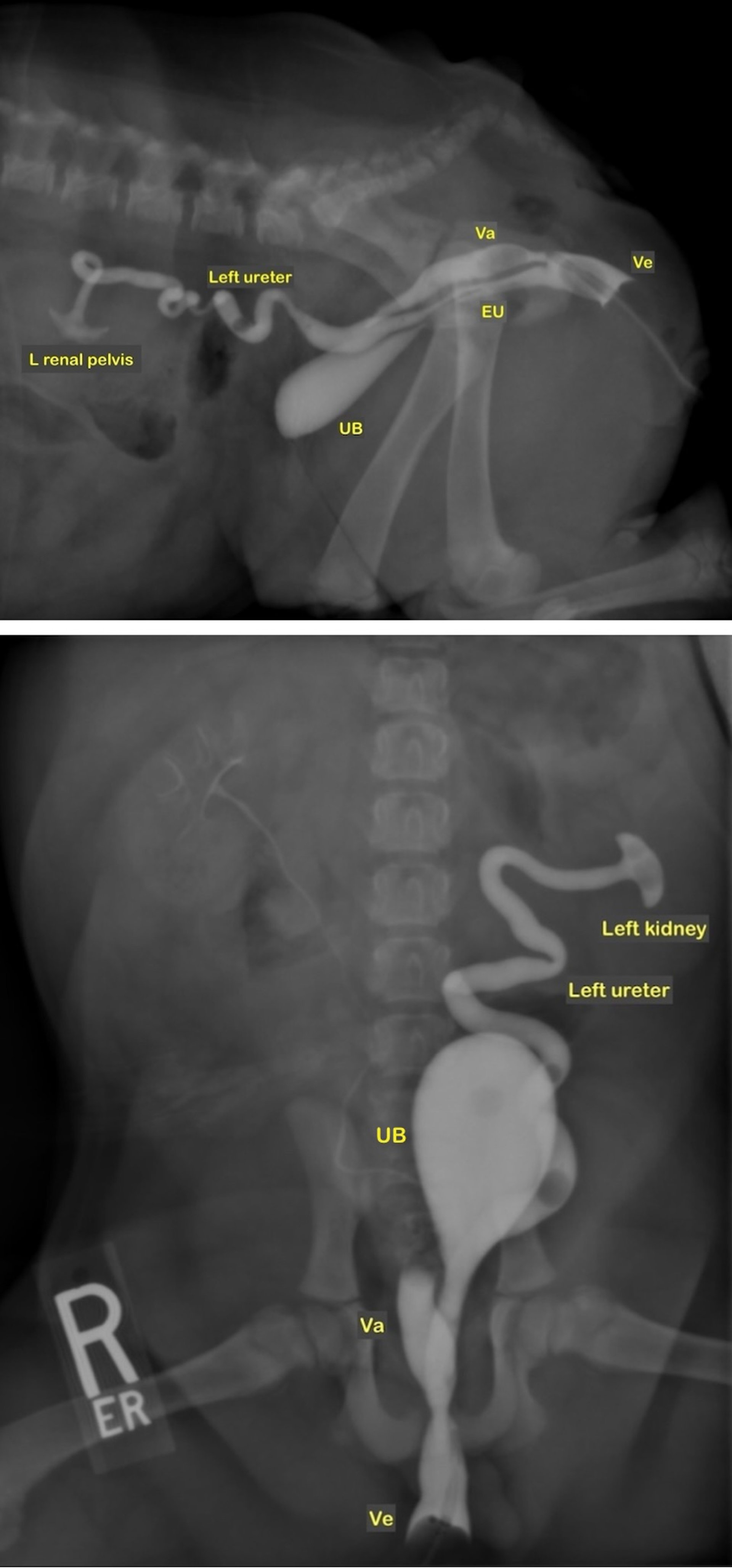 Uréter ectópico, hembra de bulldog inglés