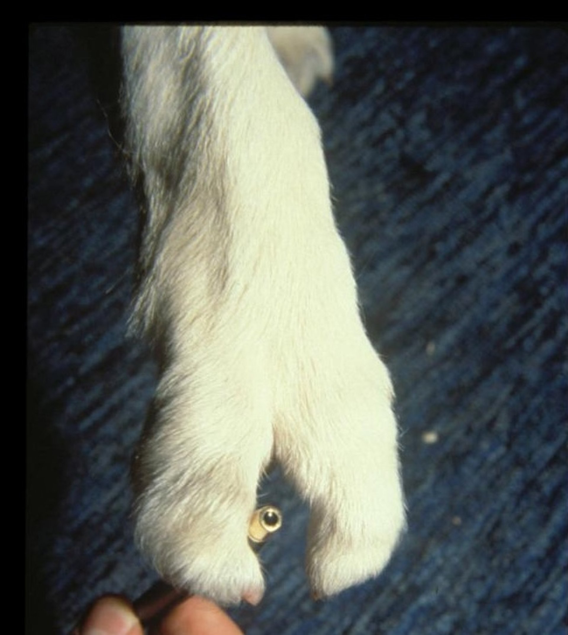 Síndrome de ectrodactilia, perro