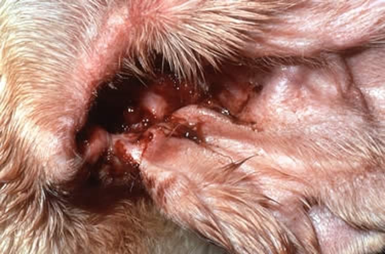 Otitis por Malassezia, perro