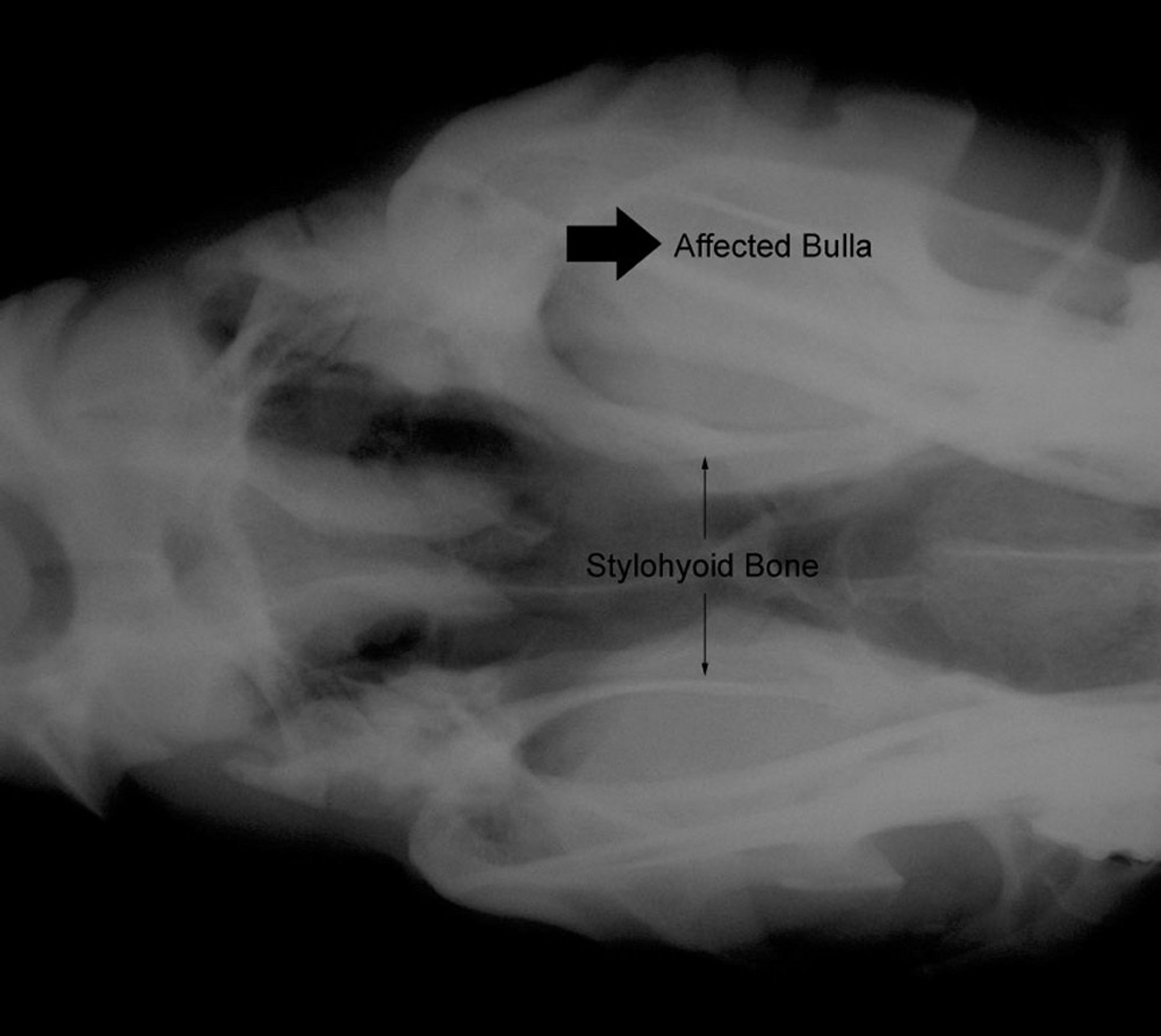 Otitis media-interna, caballo, radiografía