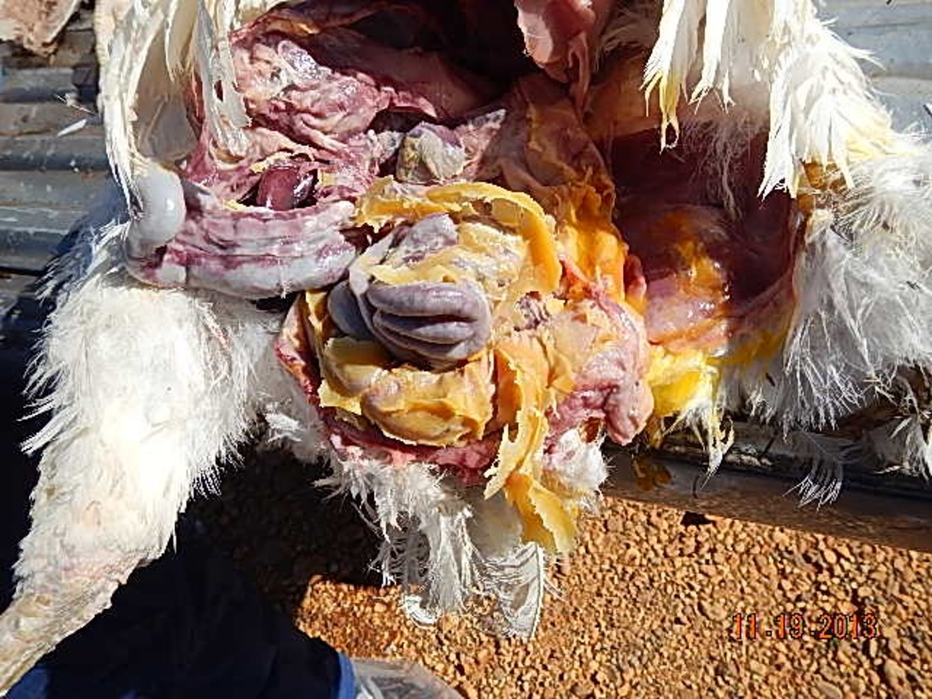Egg yolk peritonitis, chicken