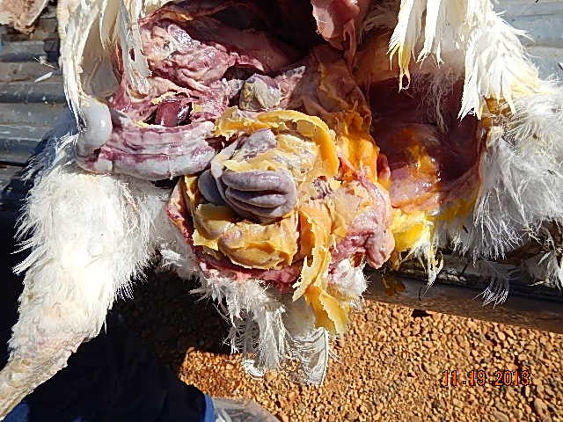 Peritonitis de la yema del huevo