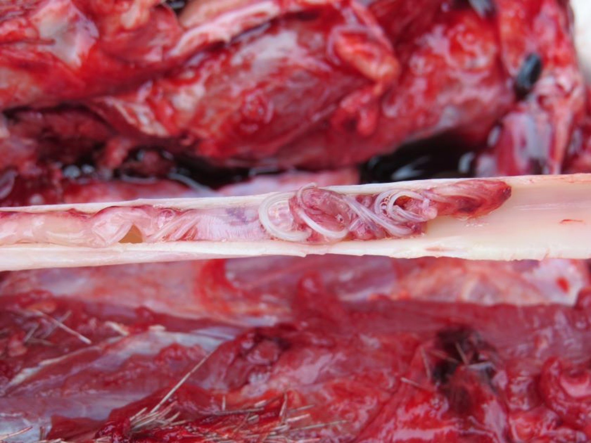 <i >Elaeophora</i> worms, carotid artery, moose