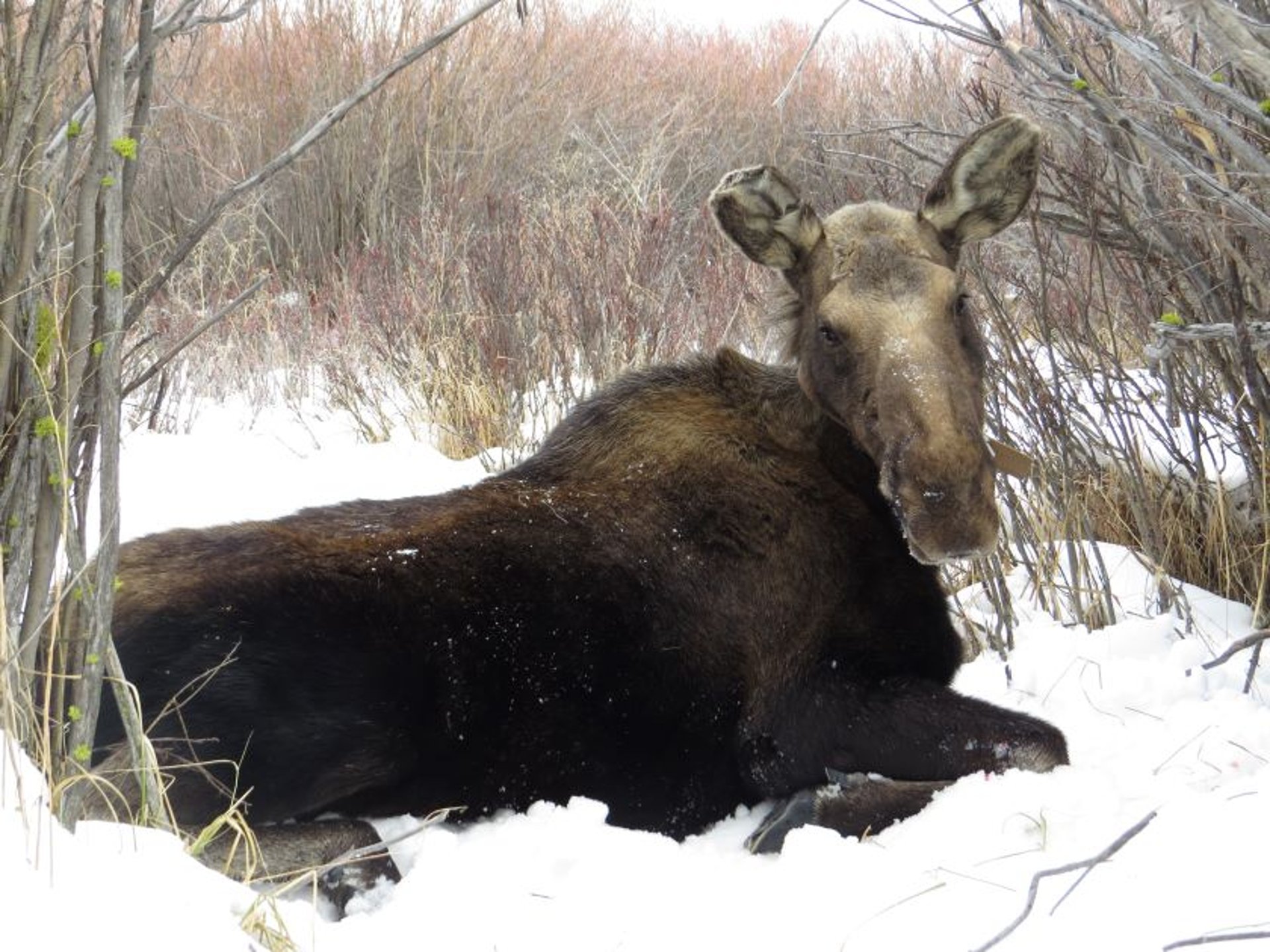 Elaeophorosis, ear tip necrosis, moose