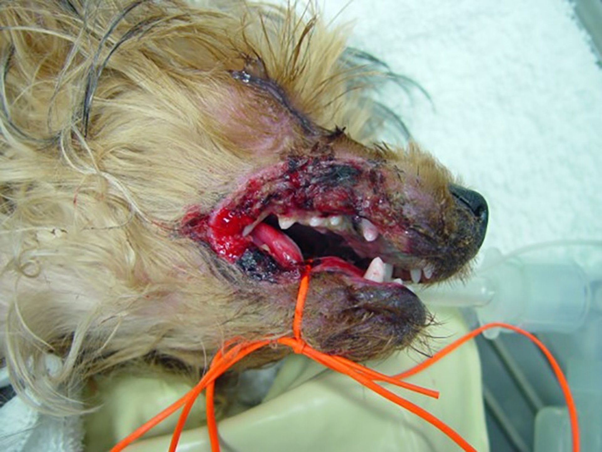 Electrical burn, dog