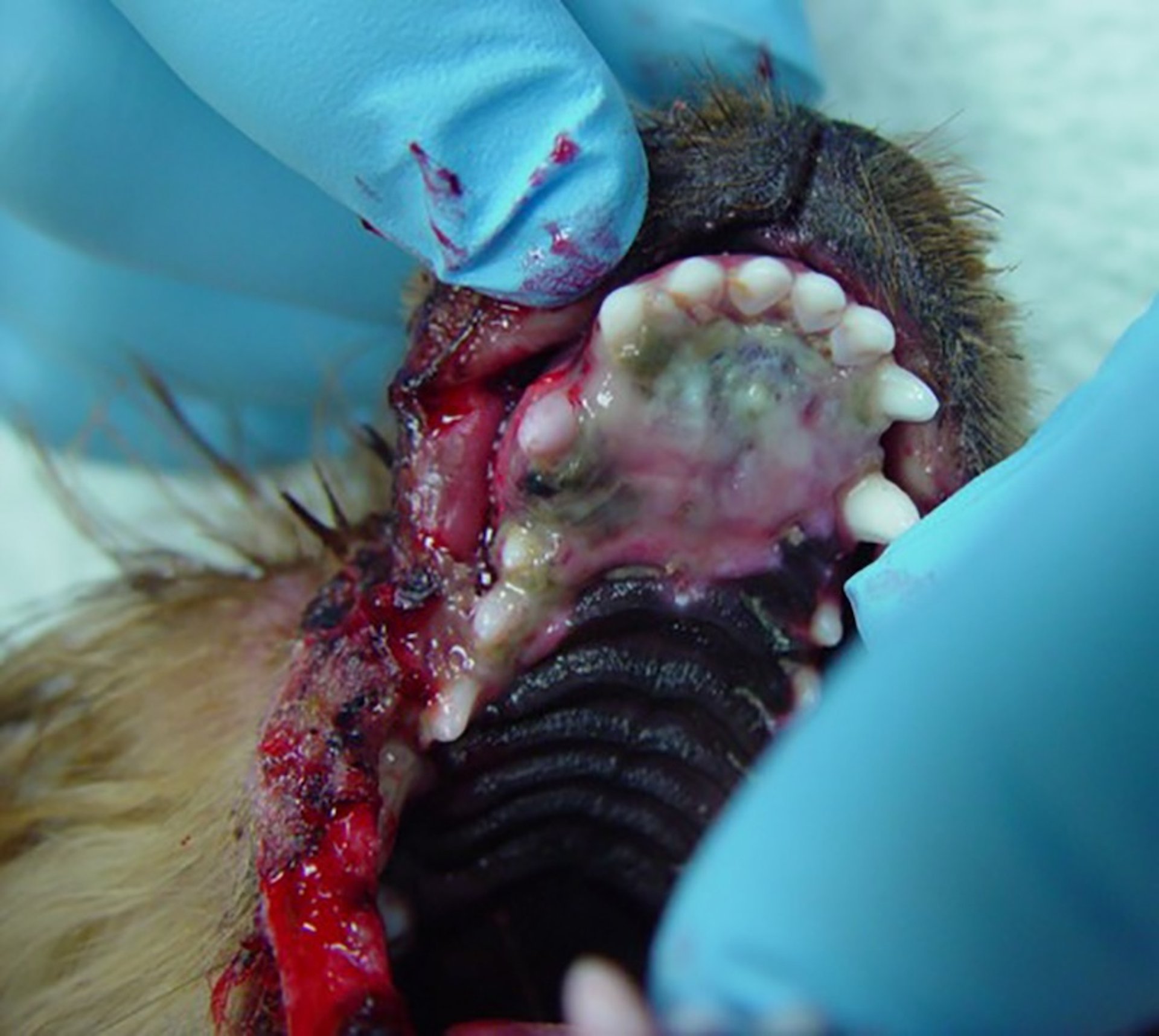 Electrical burn, maxilla, dog
