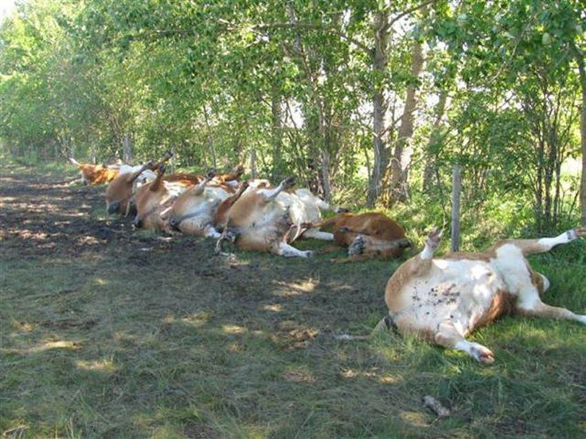 Electrocución, ganado vacuno