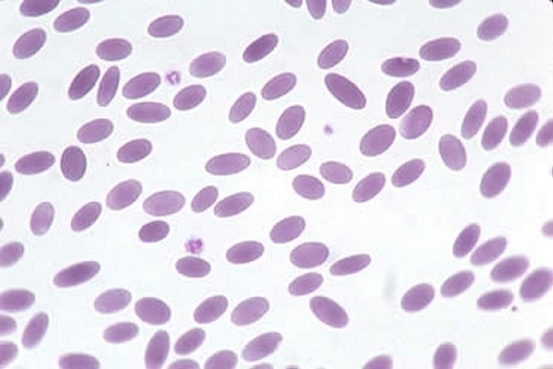 Eritrócitos elípticos, esfregaço de sangue, lhama