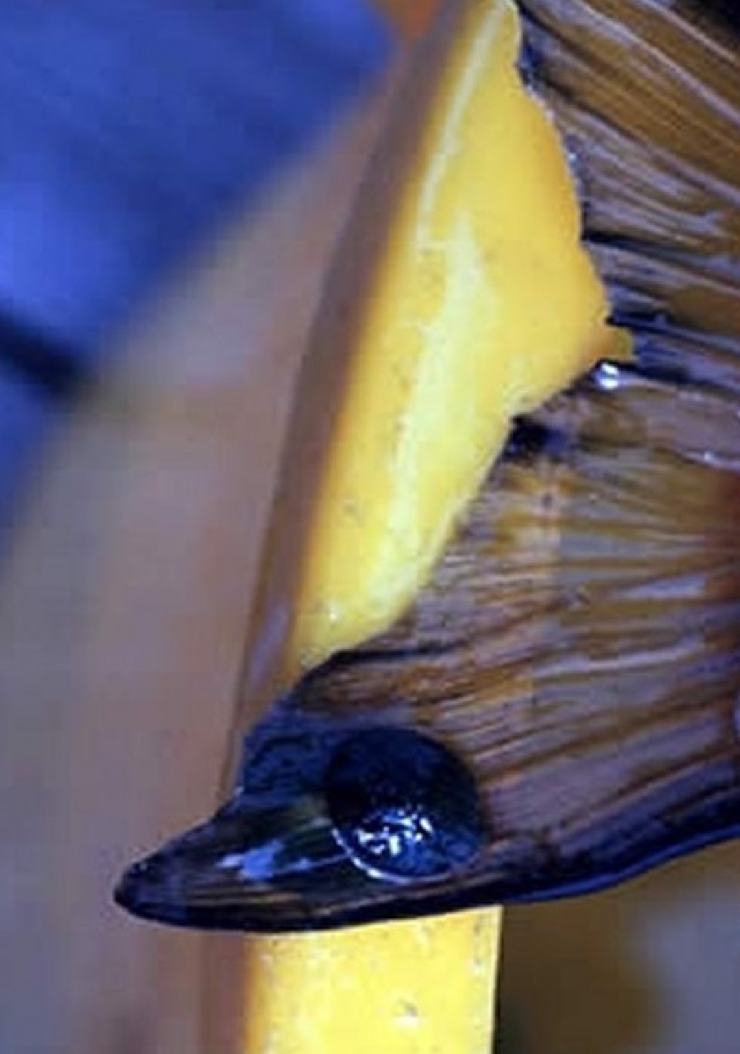 <i >Embiotoca</i> spp, cola, perca muellera