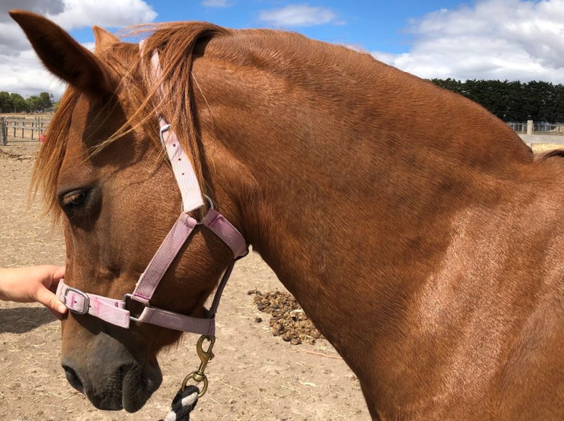 Equine metabolic syndrome, cresty neck