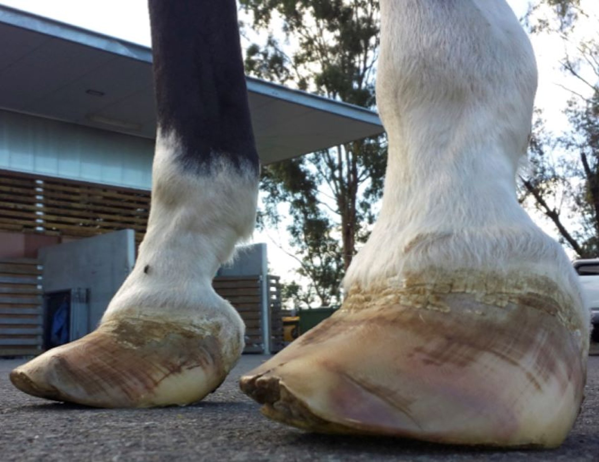 Equine metabolic syndrome, foot distortion