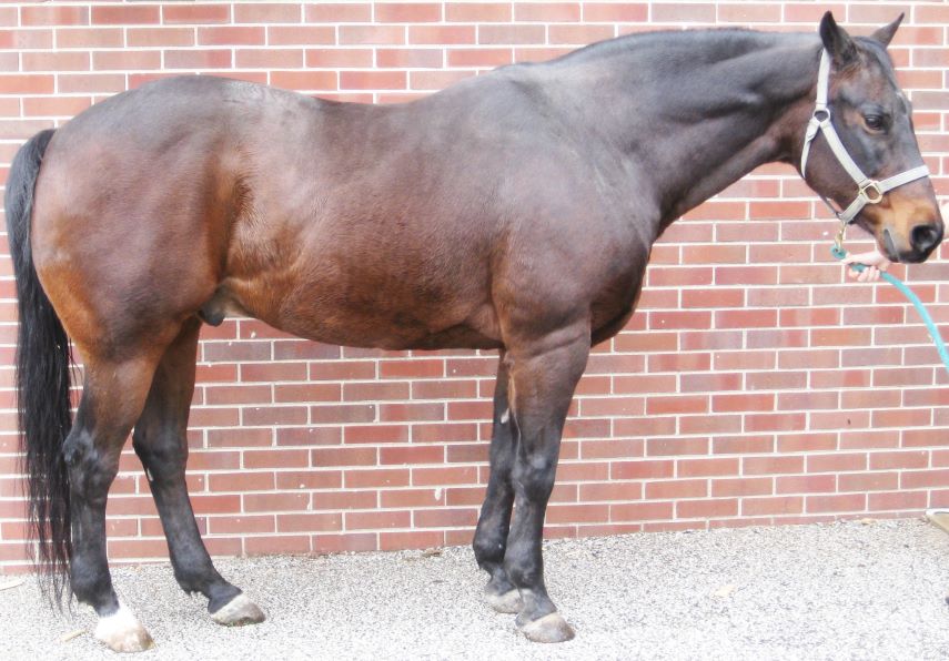 EQUINE METABOLIC SYNDROME EMS TREATMENT visual data 6