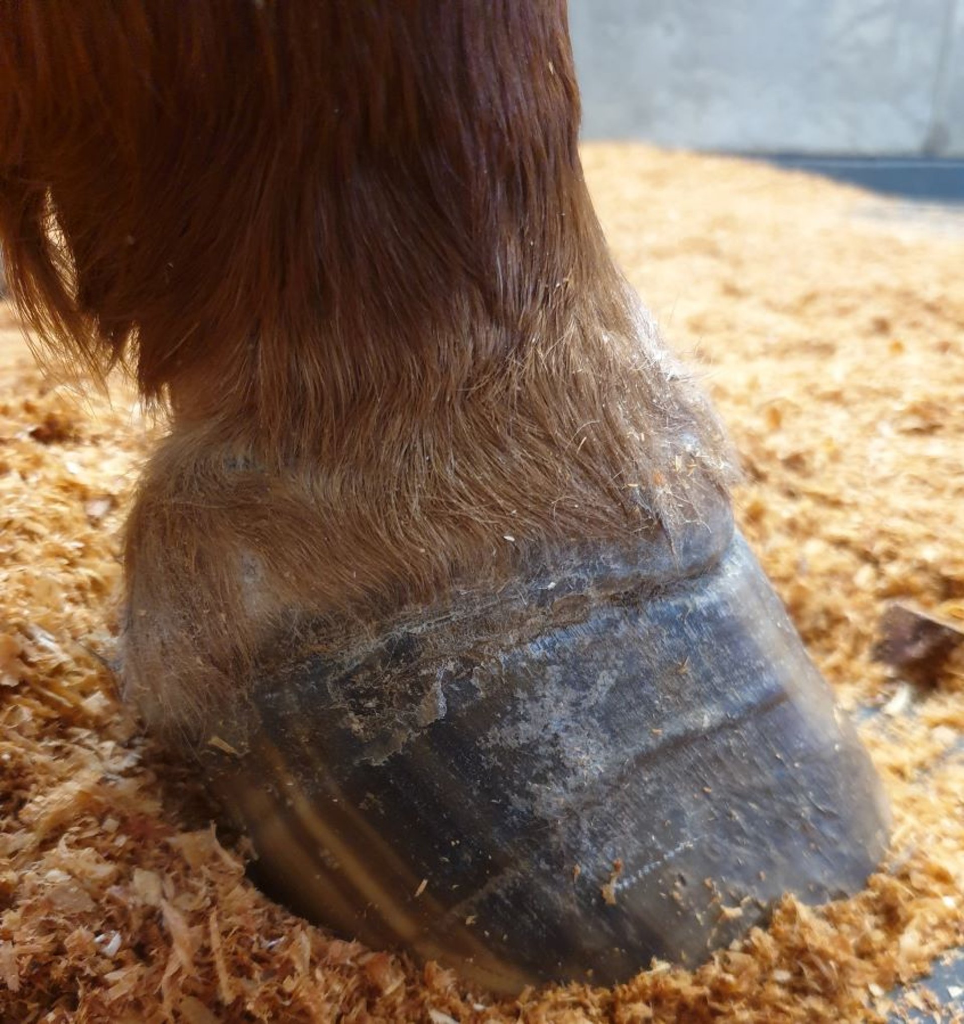 Síndrome metabólico equino, anillos de crecimiento