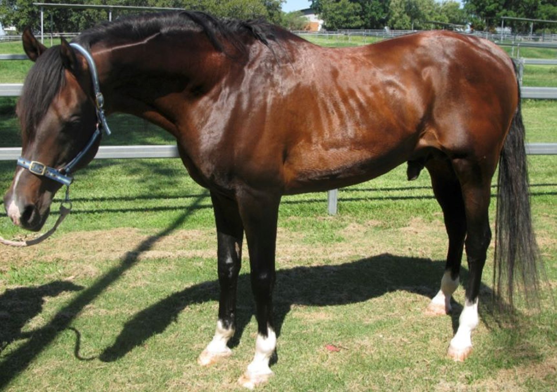 Equine metabolic syndrome, lean phenotype