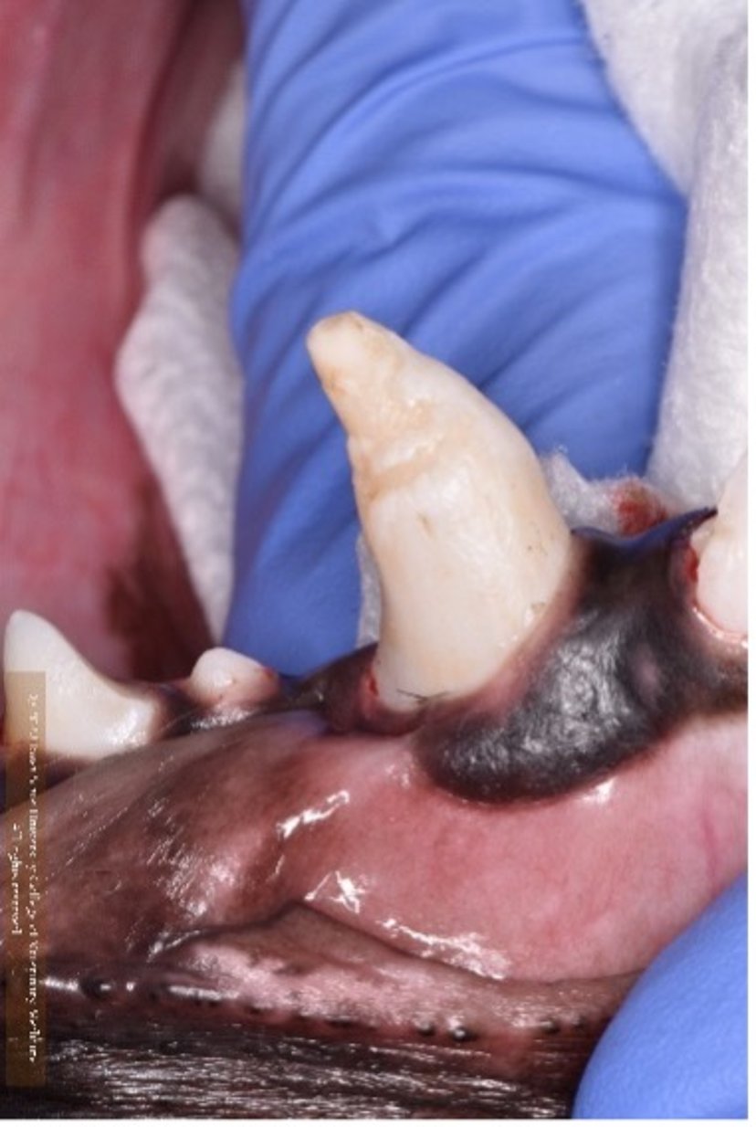 Hipoplasia del esmalte, diente canino, perro
