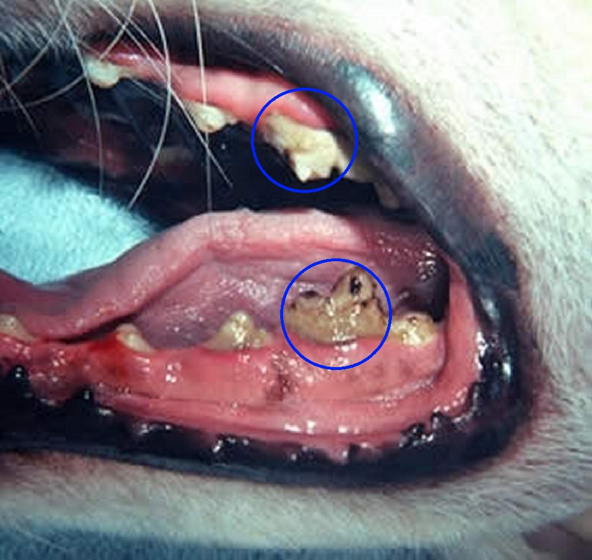 Hipoplasia del esmalte, perro