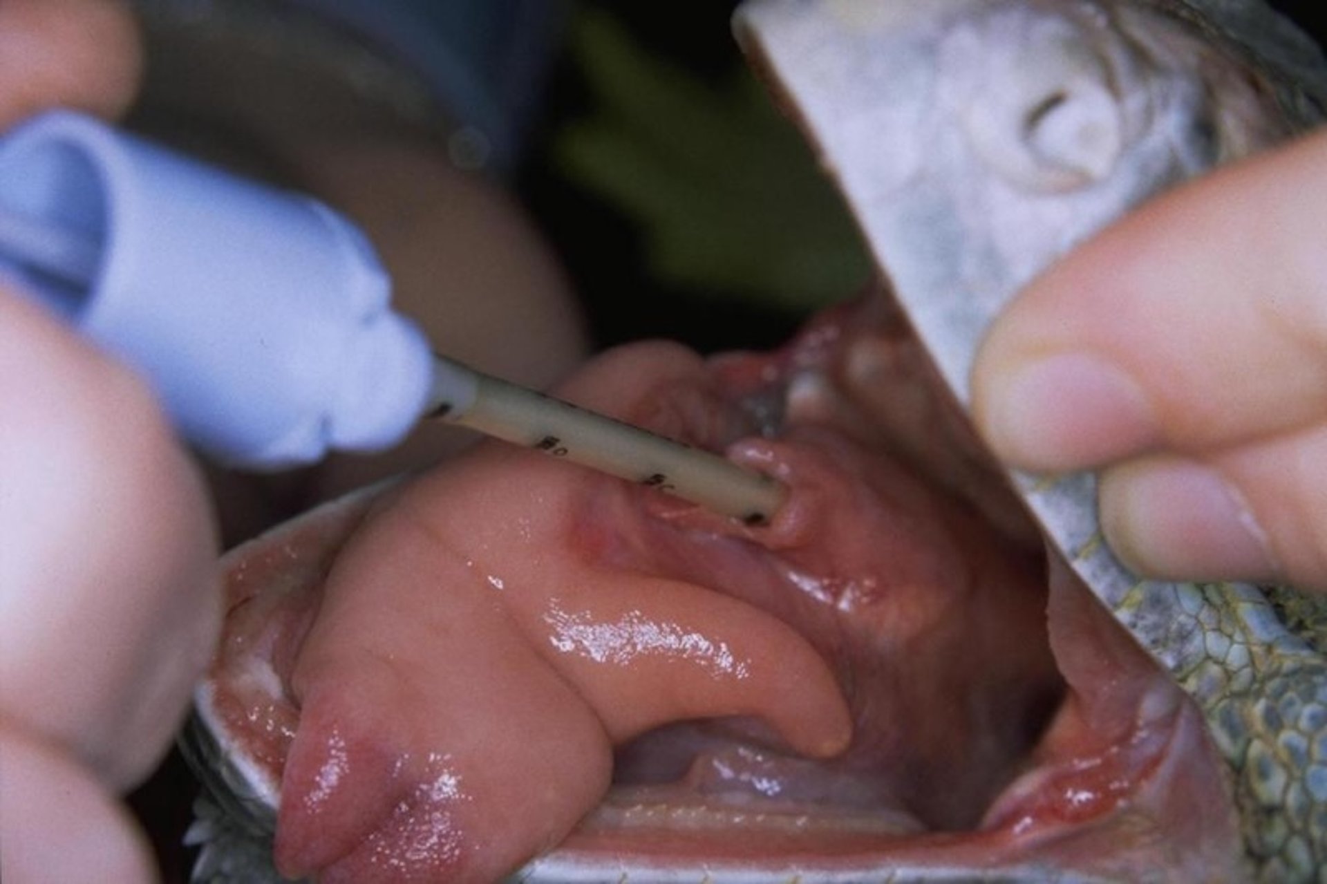 Intubación endotraqueal, iguana