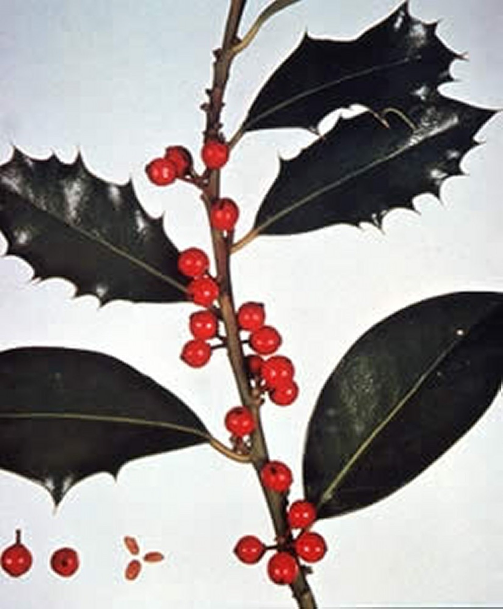 Ilex aquifolium (English holly), branch with berries