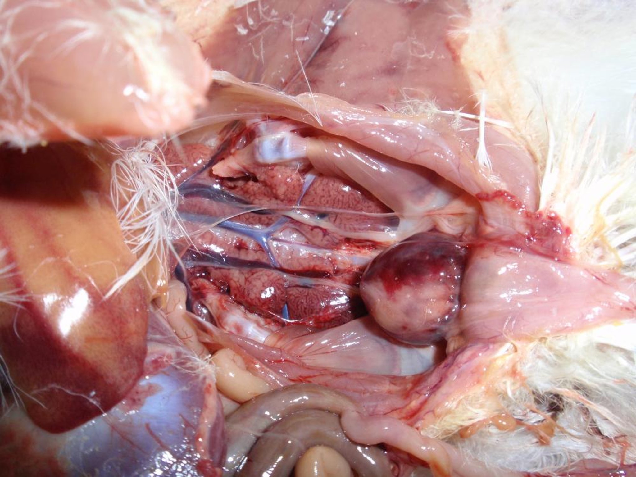 Enlarged cloacal bursa, infectious bursal disease virus, chicken