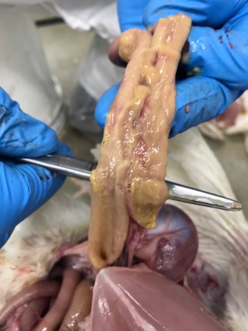 Enteritis, suspected mycotoxin, turkey