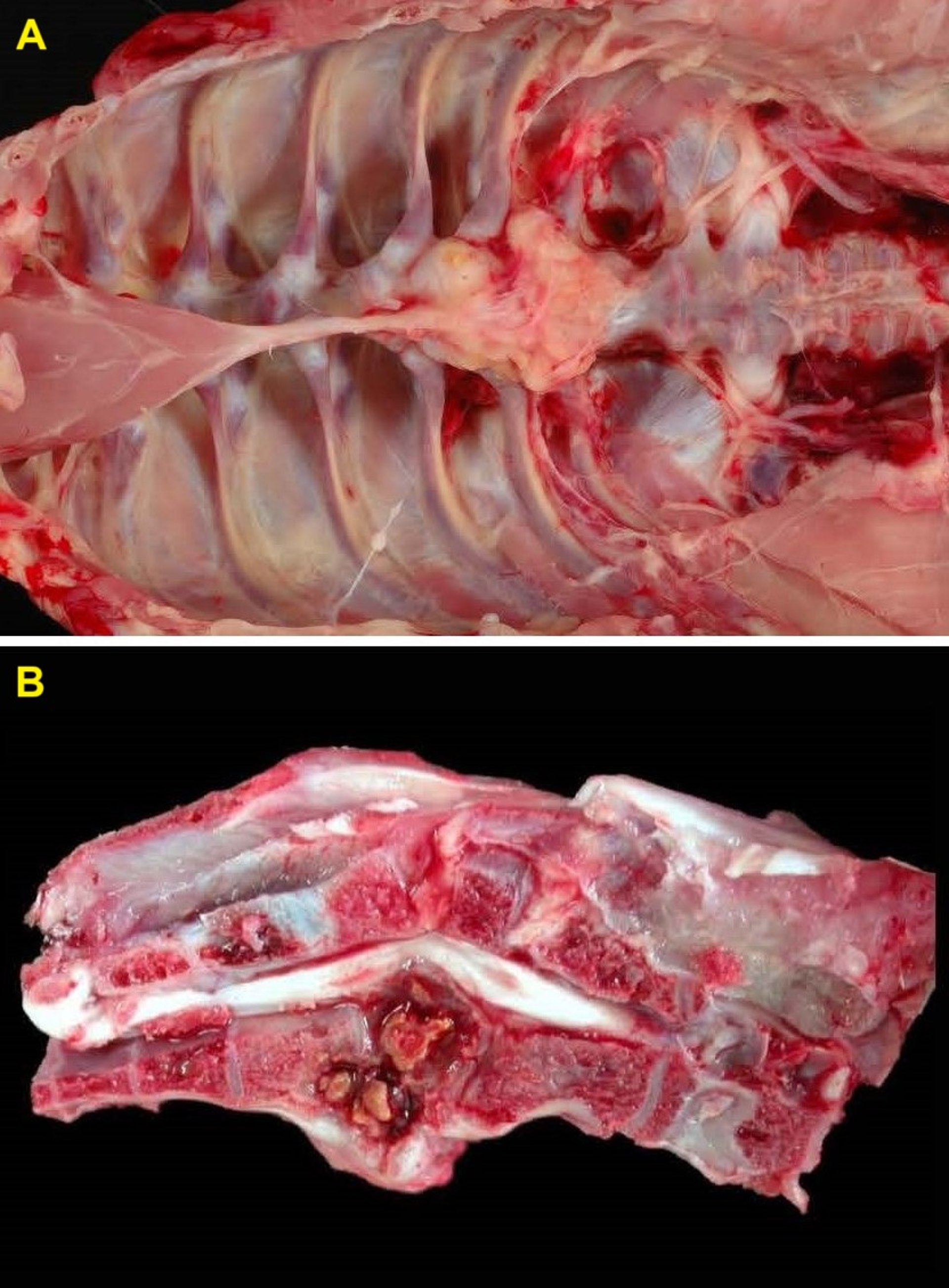 Enterococcal spondylitis, chickens