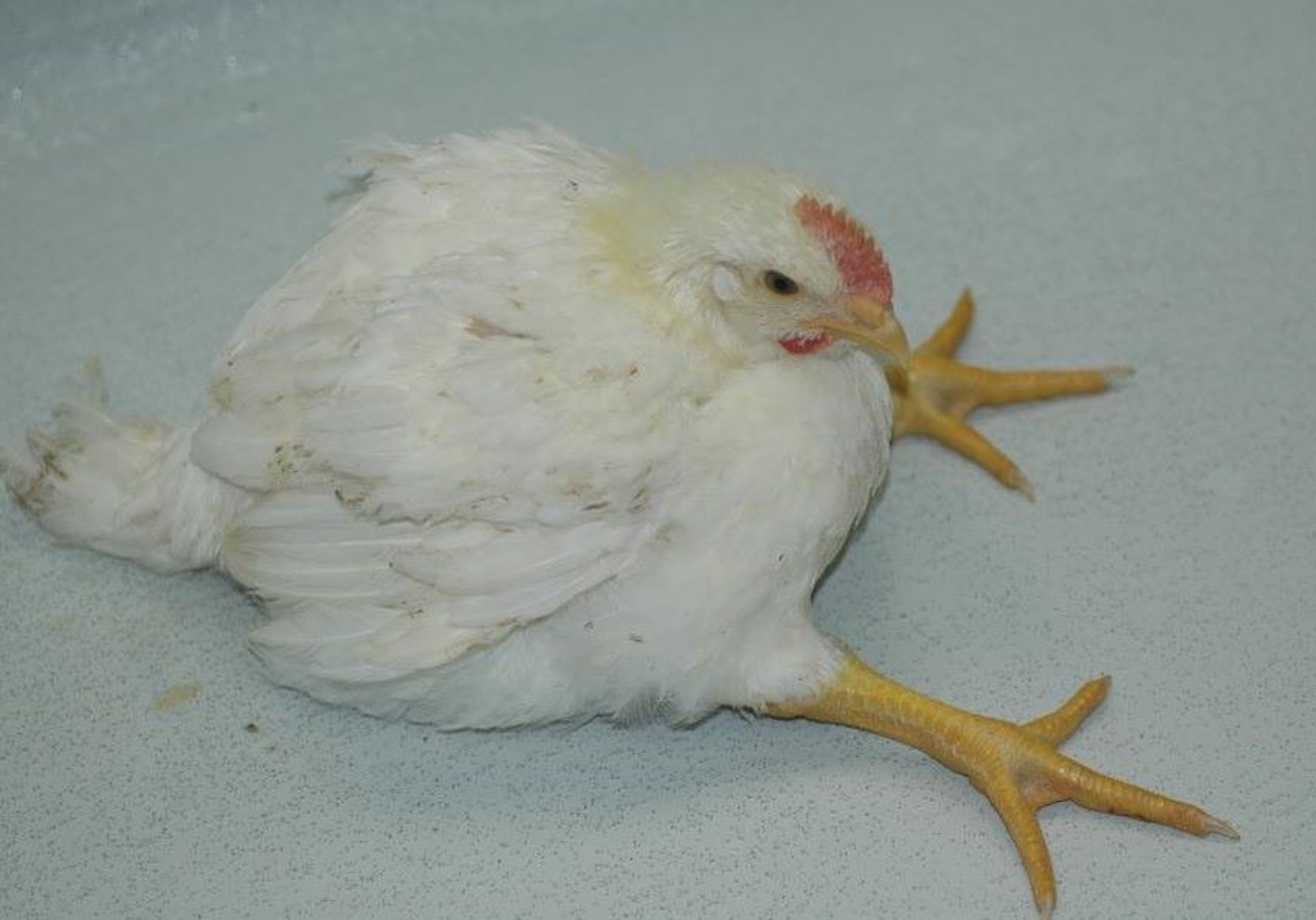 Parálisis de la pata debida a espondilitis enterocócica, pollo