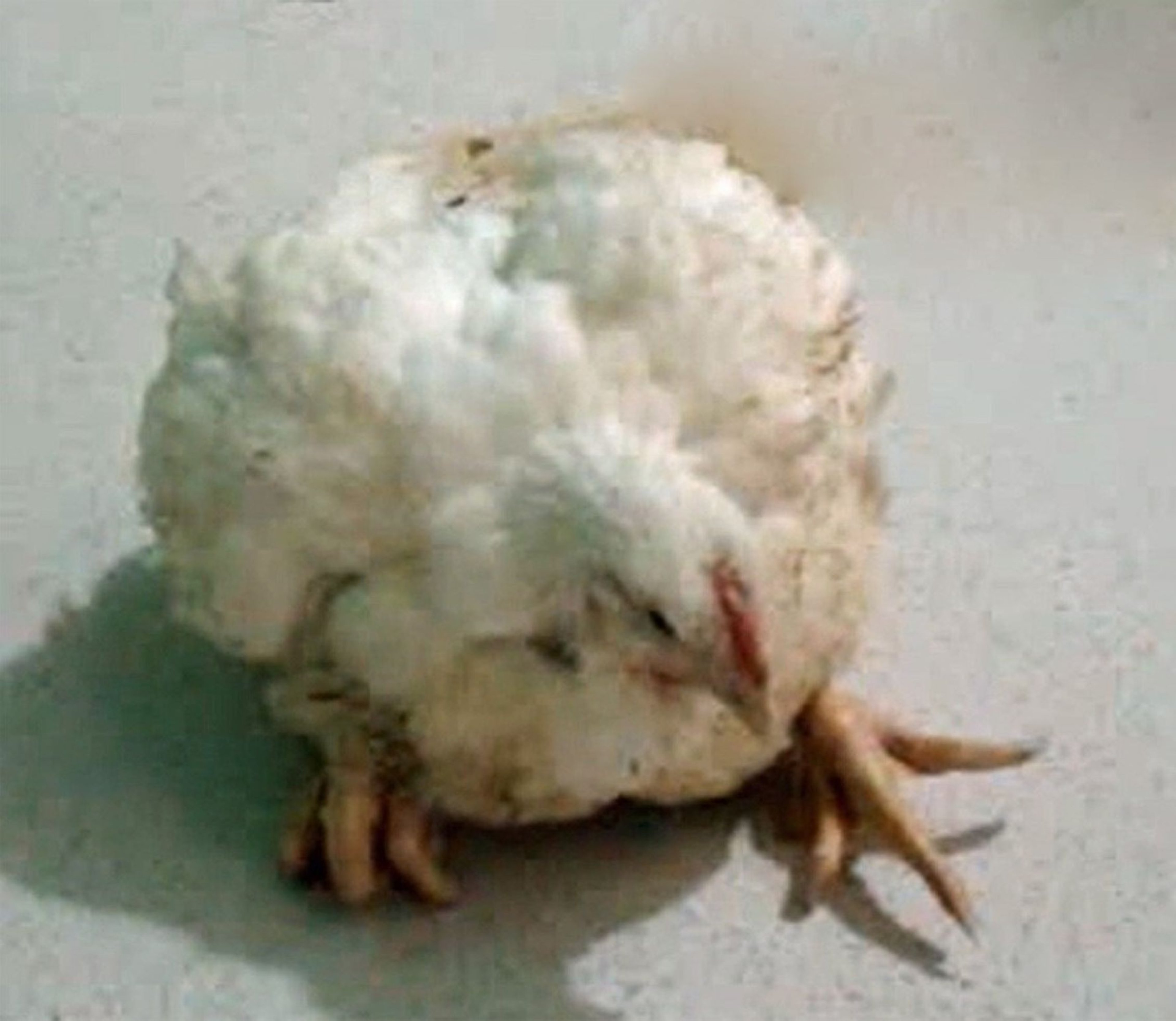 Espondilitis enterocócica, postura de apoyo sobre los tarsos, pollo