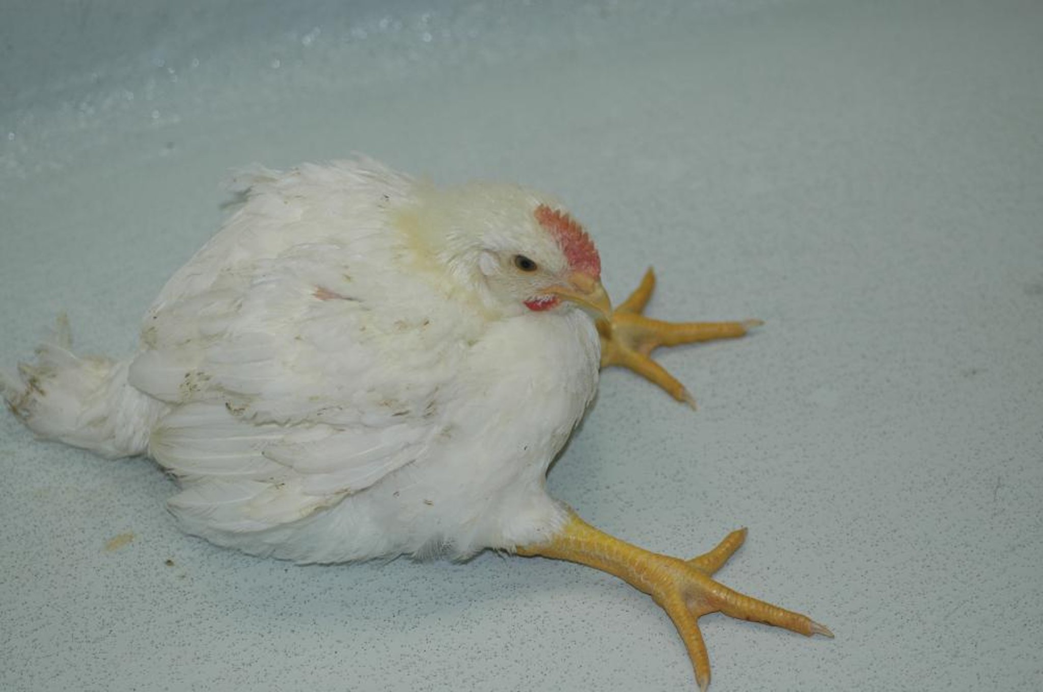 Parálisis de la pata debida a espondilitis enterocócica, pollo