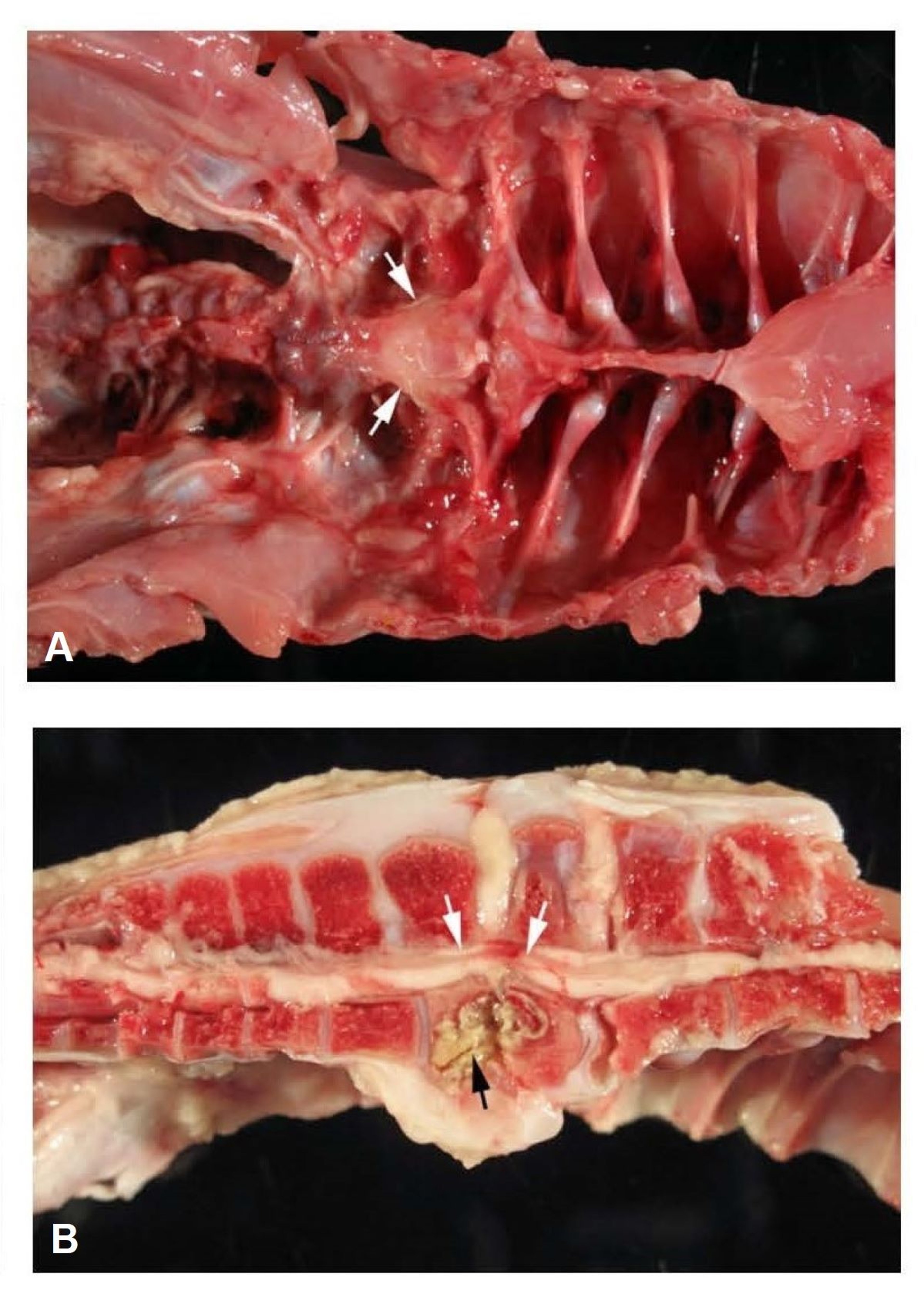 Enterococcal spondylitis, spinal inflammation, chicken