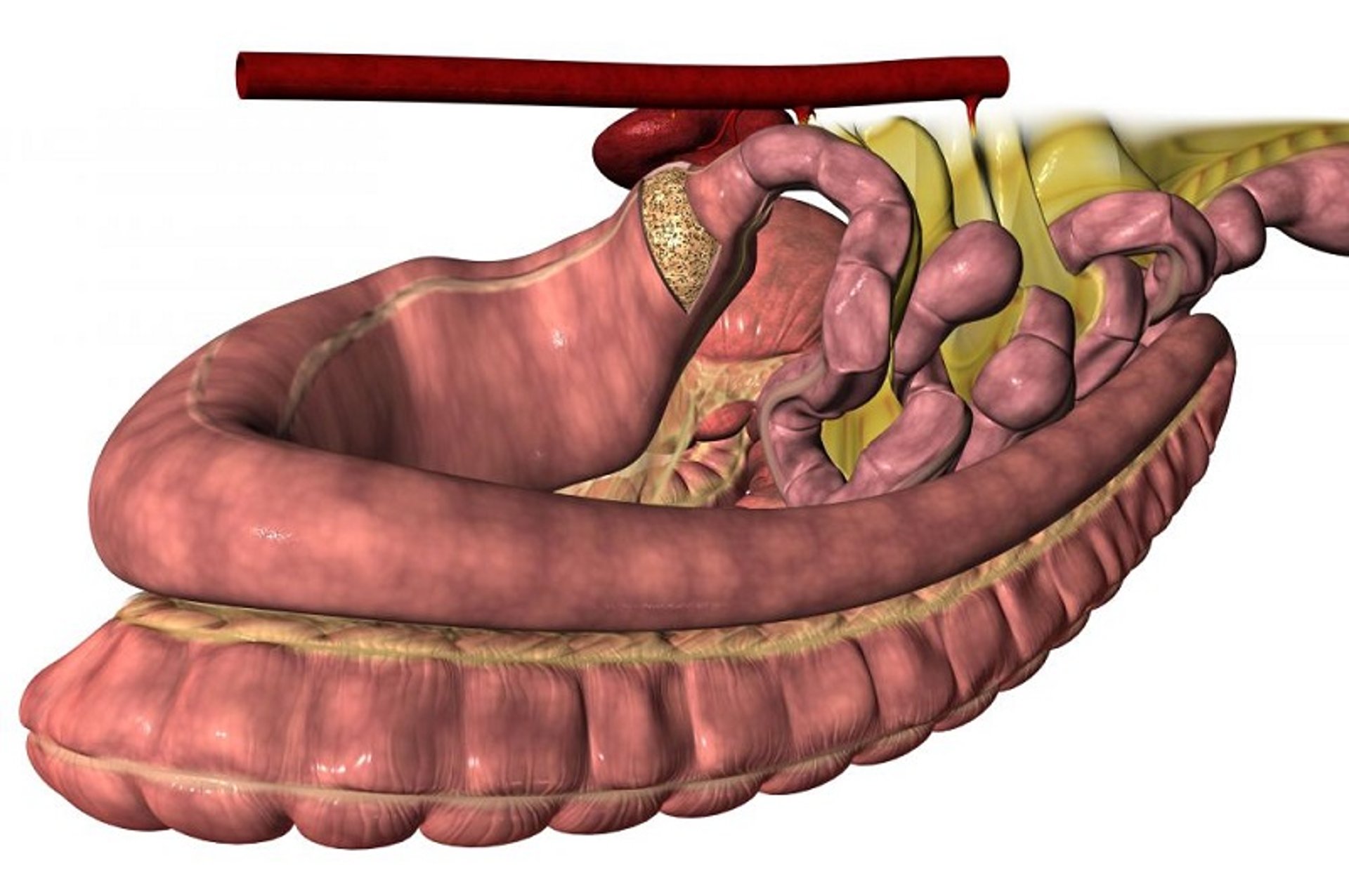 Enterolito, caballo