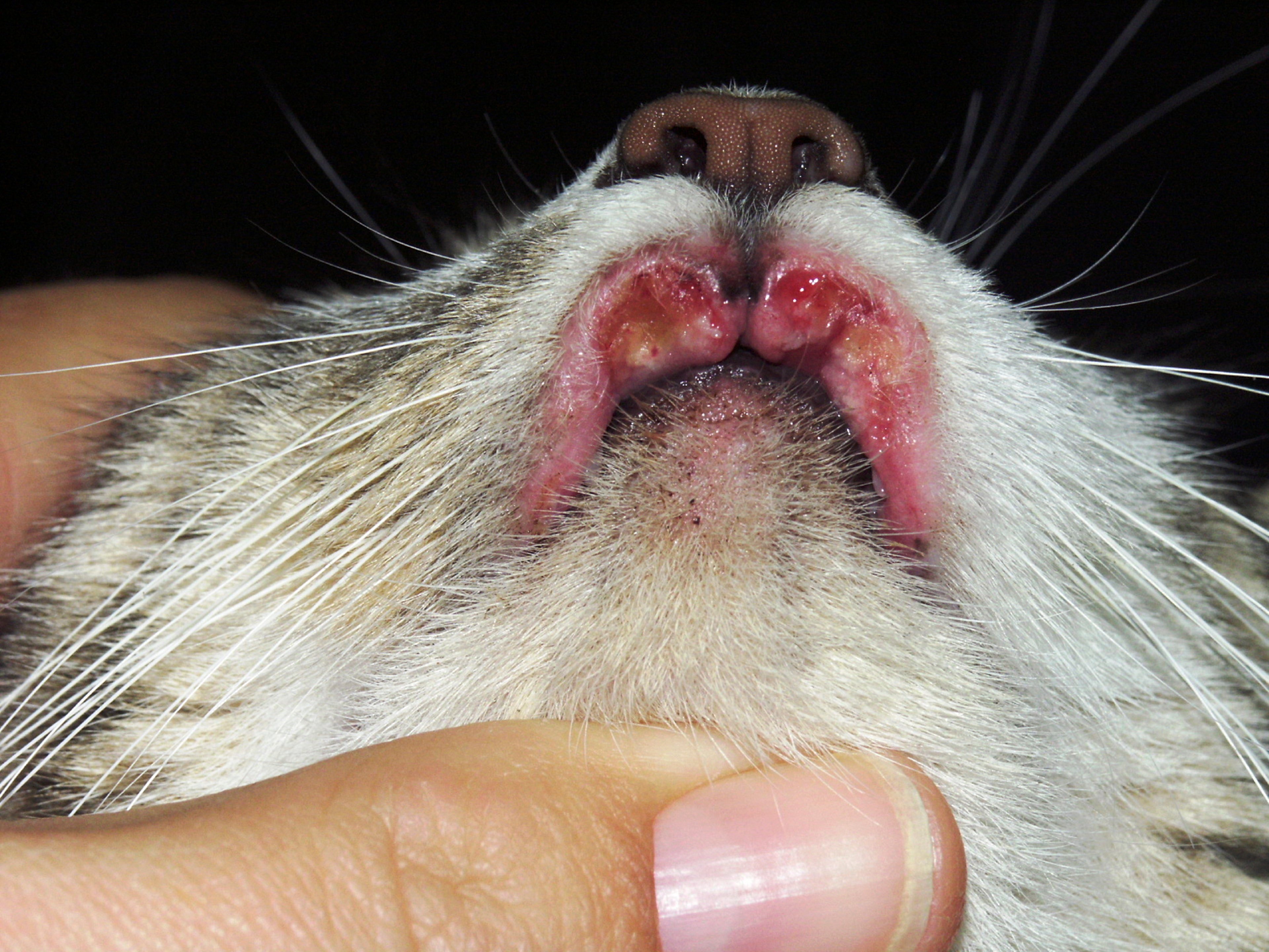 Úlcera labial, gato